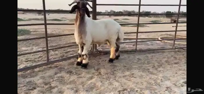 للبيع جذع نعيمي صنف فاخر جدا 5