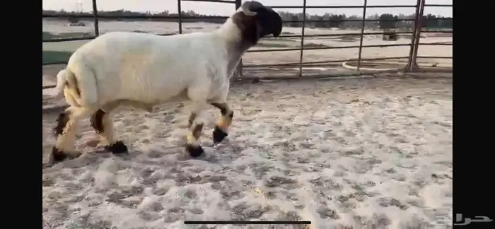 للبيع جذع نعيمي صنف فاخر جدا 11