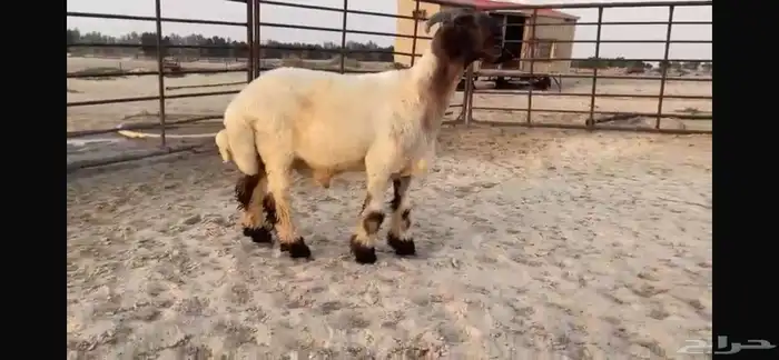 للبيع جذع نعيمي صنف فاخر جدا 7