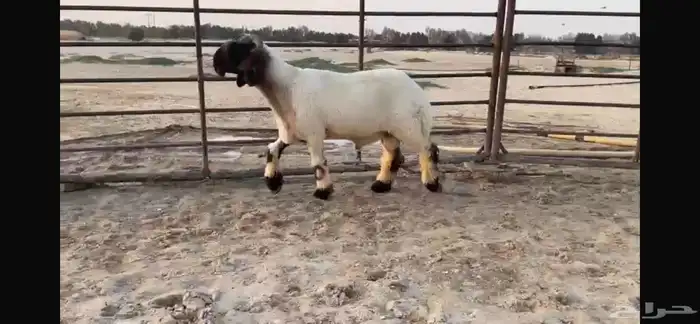 للبيع جذع نعيمي صنف فاخر جدا 2