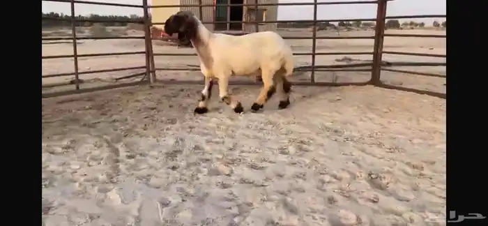 للبيع جذع نعيمي صنف فاخر جدا 0