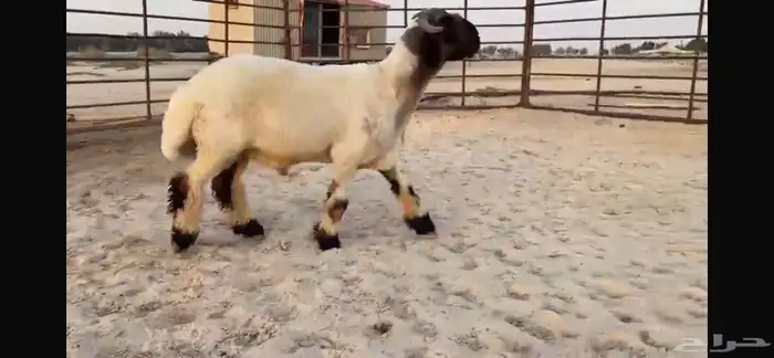 للبيع جذع نعيمي صنف فاخر جدا 9