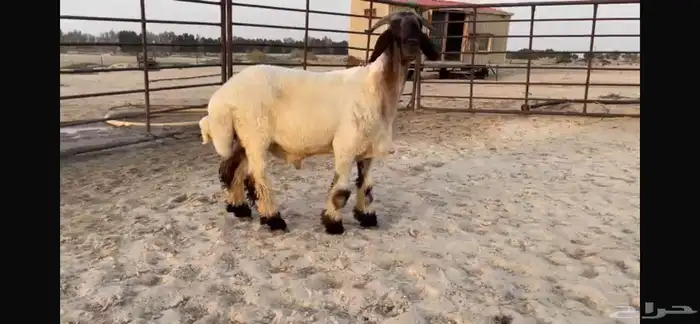 للبيع جذع نعيمي صنف فاخر جدا 8