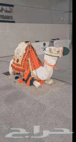 ايجار جمال زلول 2