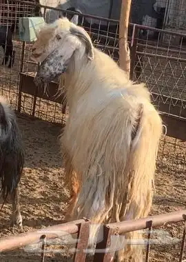 تيس فحل شرط القريع والإنتاج 4