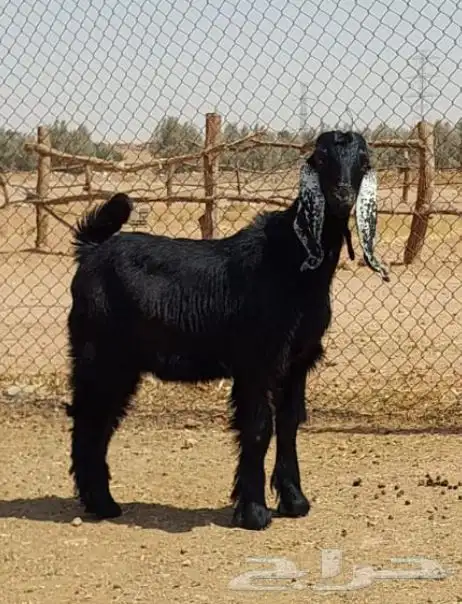 ذبايح نعيم وتيوس وحري 4