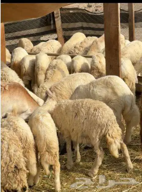 غنم حري و سواكني و عمل مناسبات 1