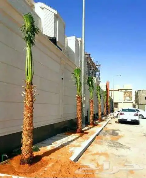 نخل واشنطني واشنطن زينه امريكي للبيع 3