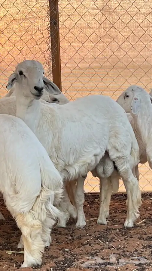 ابو عبدالله للذباح 0