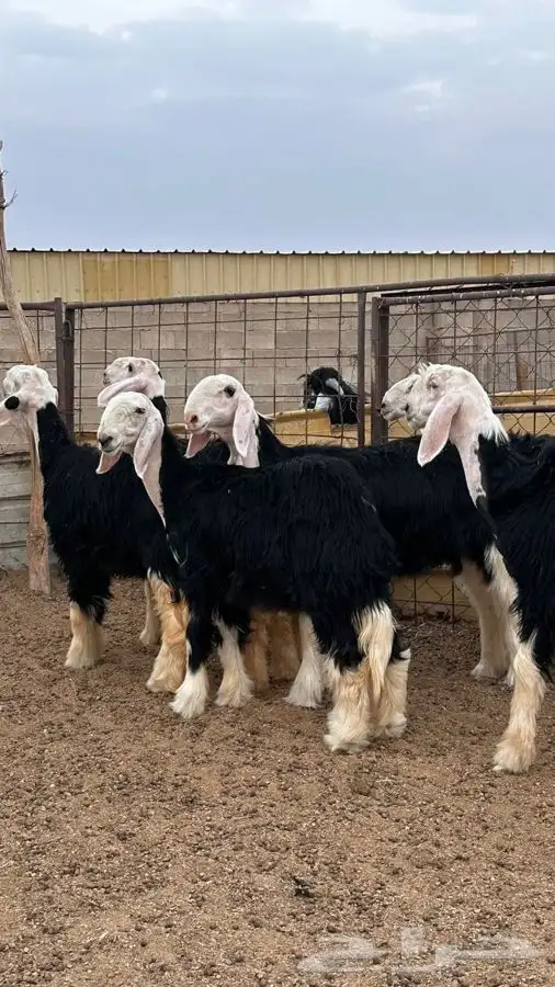 رخال نجد صنف 0