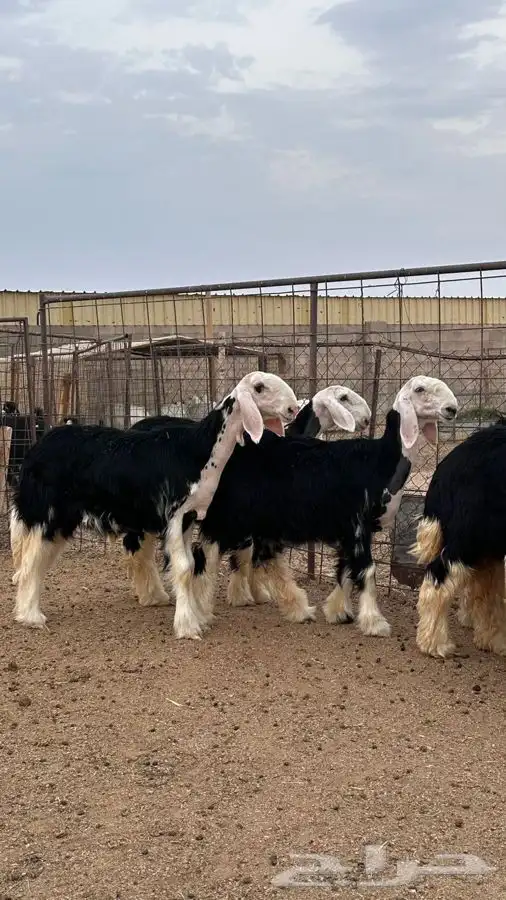 رخال نجد صنف 1