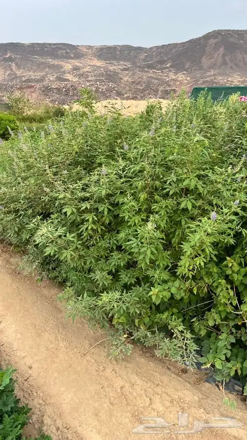 مشاتل 3
