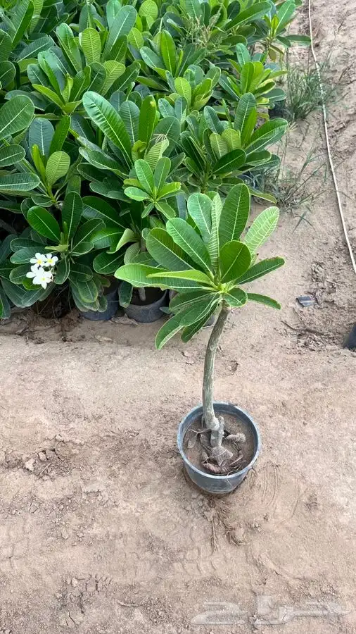 مشاتل 2