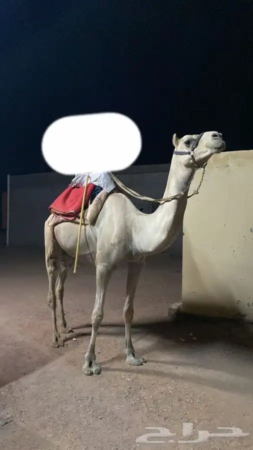 ركبي شرط للبيع 1