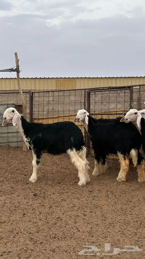 رخال نجد صنف 3