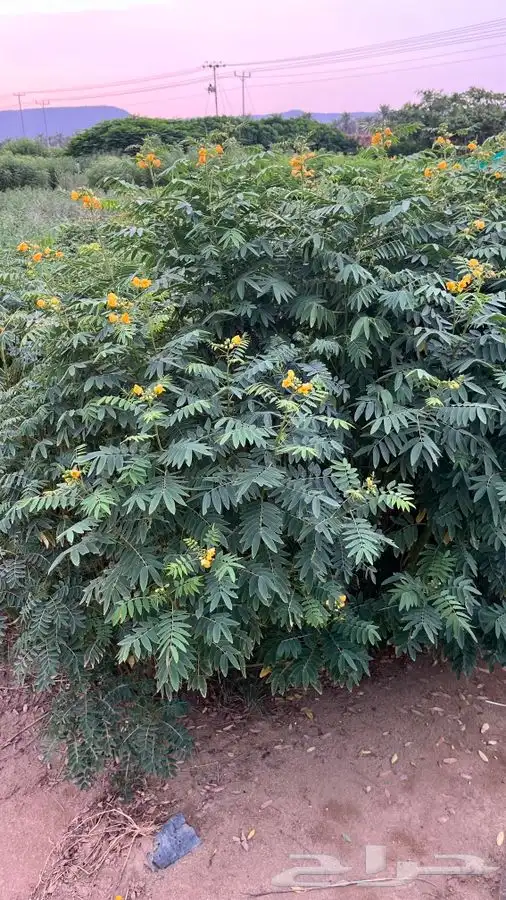 مشاتل 8