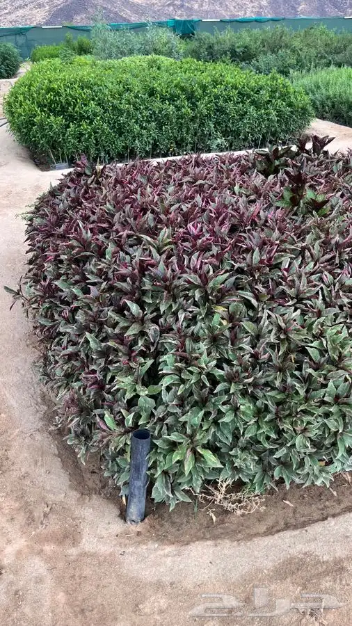 مشاتل 5