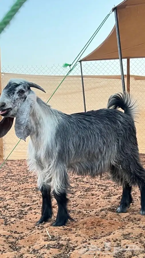 ابو عبدالله للذباح 4