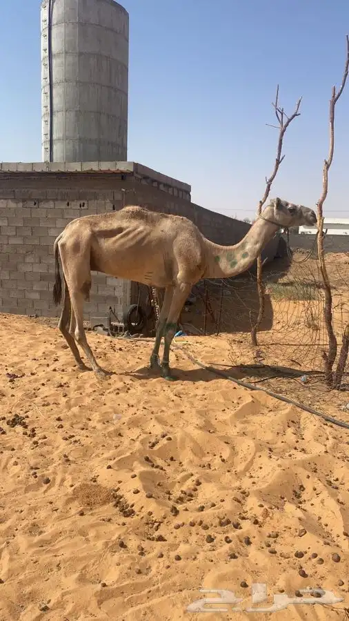 ركبي شرط للبيع 0