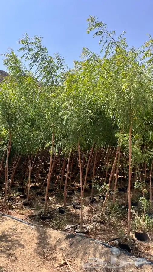 مشاتل 11