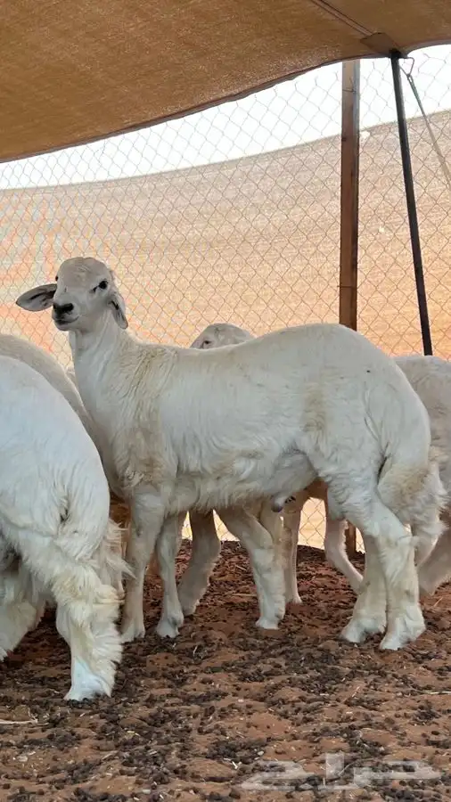 ابو عبدالله للذباح 1