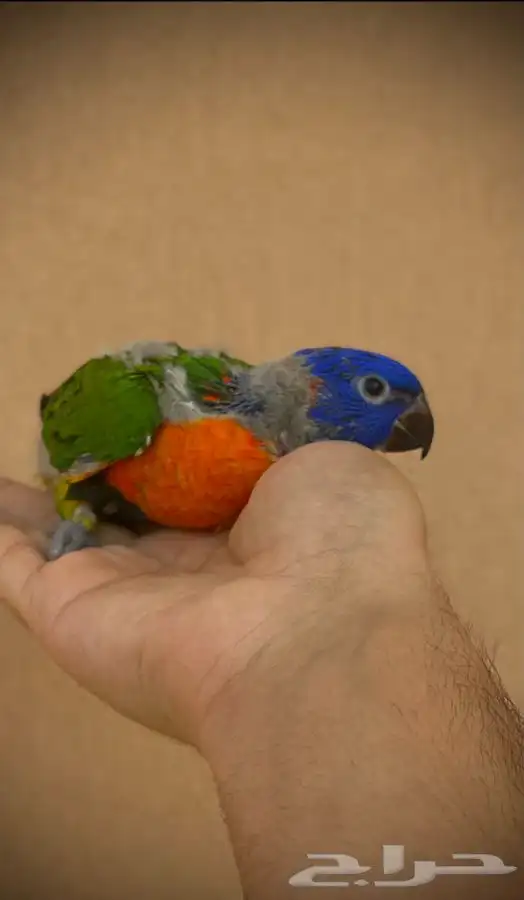 فرخ لوري ( تم البيع) 0