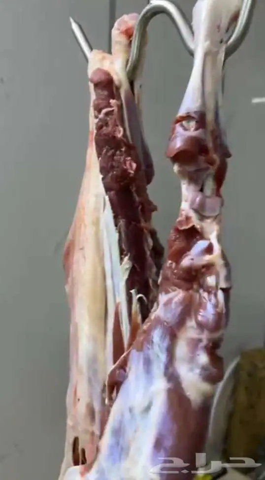 غنم حري و سواكني و عمل مناسبات 3