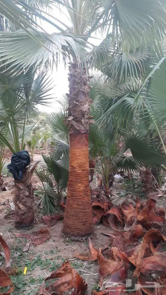 نخل واشنطني واشنطن زينه امريكي للبيع 10