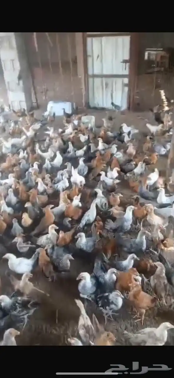 فروخ دجاج بلدي 0