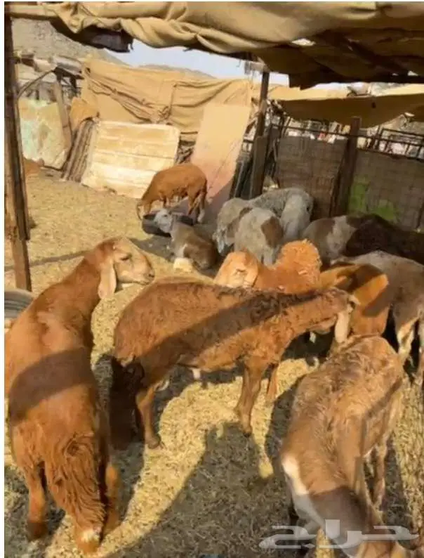 غنم حري و سواكني و عمل مناسبات 2