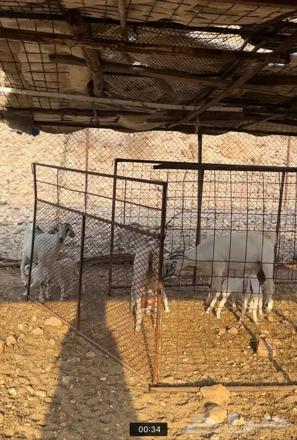 ماشالله تبارك الله معزا العدد 10 يتبعها 6 منها 2 يتبعها4 0