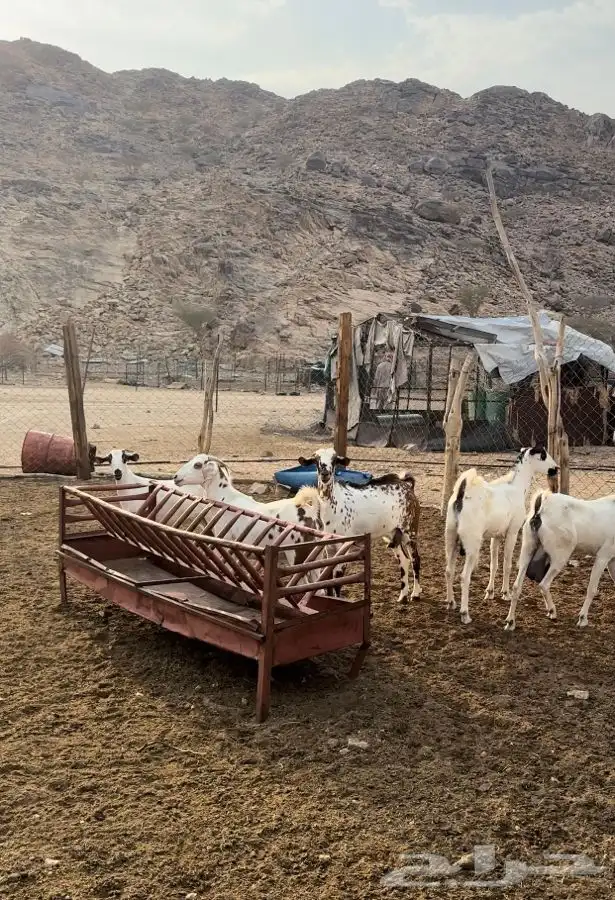 ماشالله تبارك الله معزا العدد 10 يتبعها 6 منها 2 يتبعها4 2