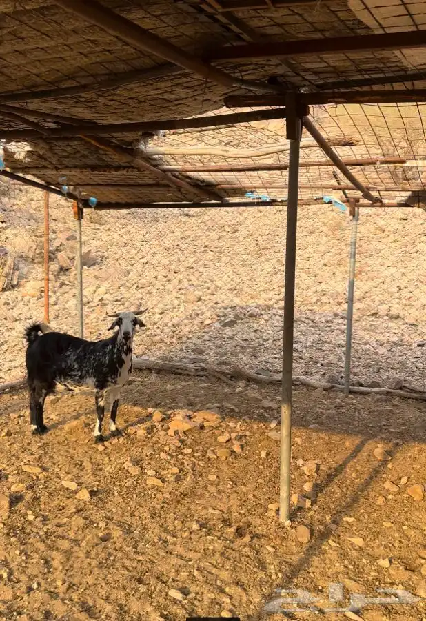 ماشالله تبارك الله معزا العدد 10 يتبعها 6 منها 2 يتبعها4 1