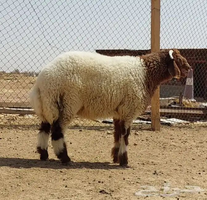 ذبايح نعيم وتيوس وحري 3