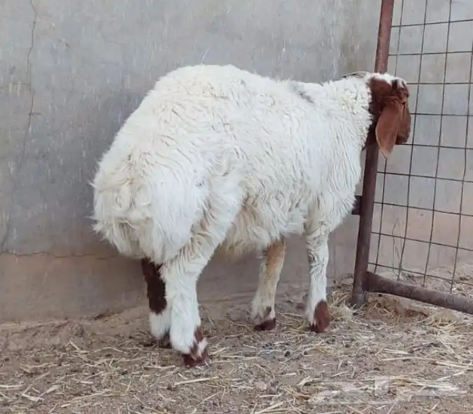 ذبايح نعيم وتيوس وحري 5