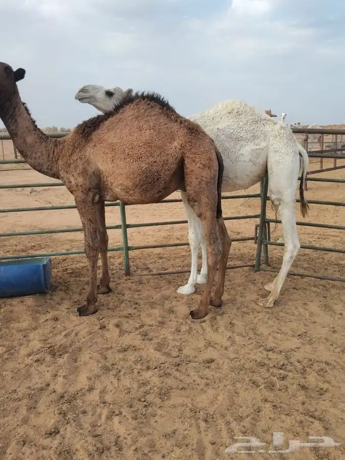 قعدان 1