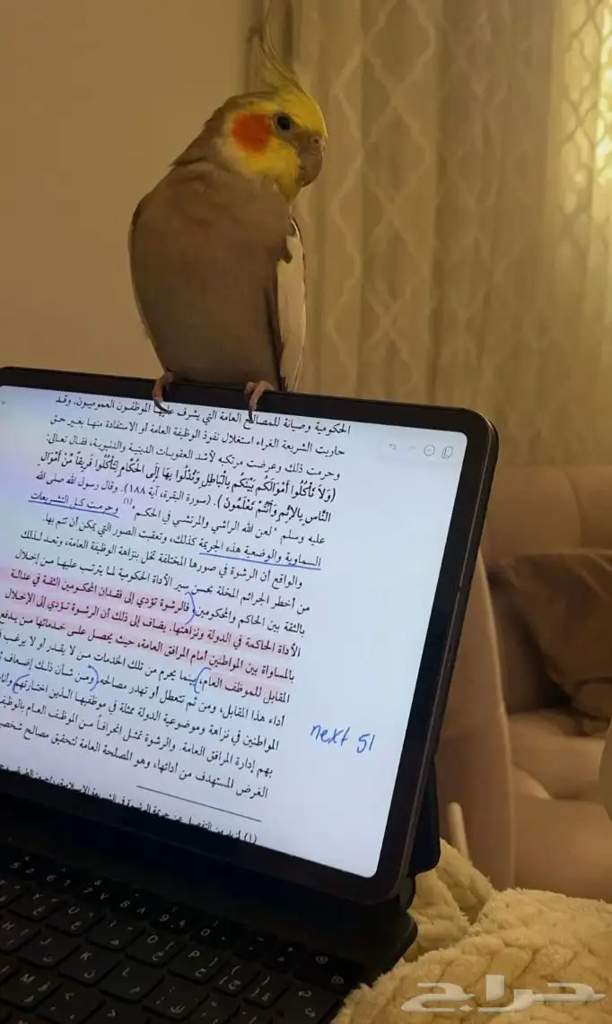 كروان ذكر اليف 1