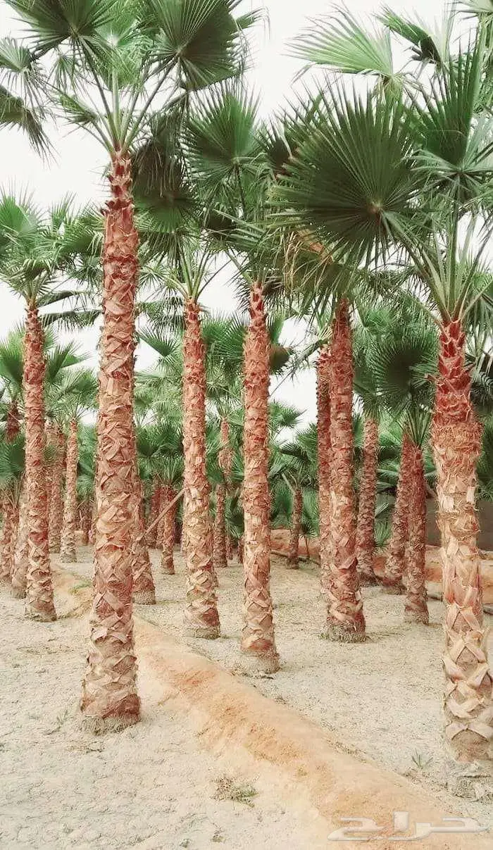 نخل واشنطني واشنطن زينه امريكي للبيع 0