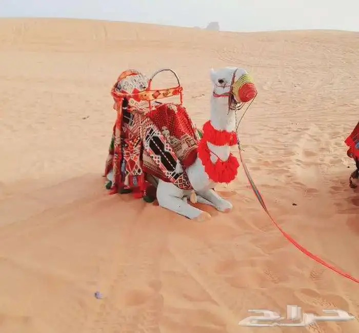 ايجار جمال زلول 0