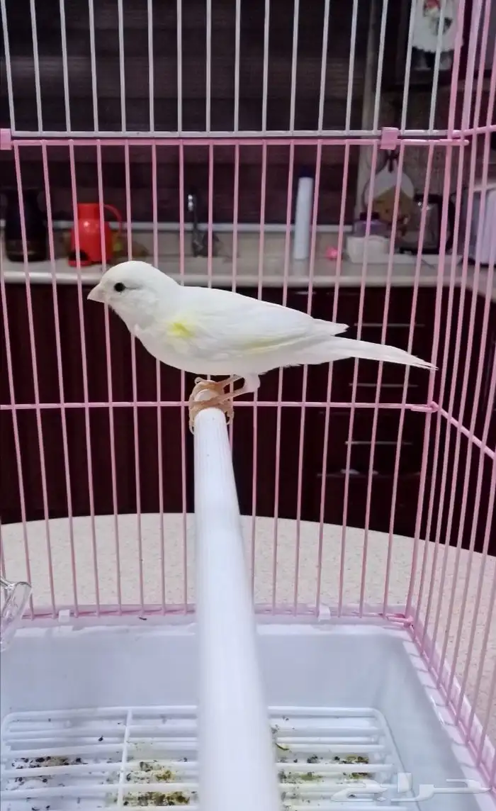 كناري فحول سوري تغريد 2