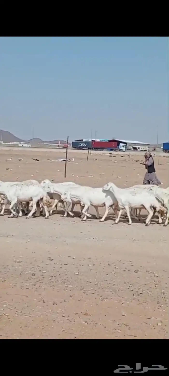 غنم حرش مقنوي مراح واحد 1