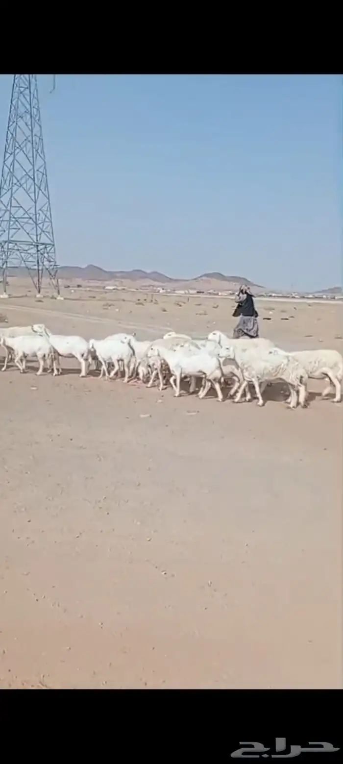 غنم حرش مقنوي مراح واحد 0