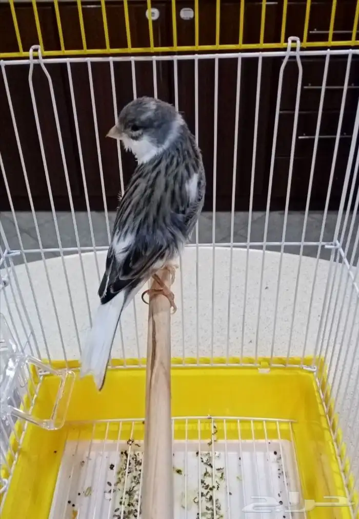 كناري فحول سوري تغريد 0