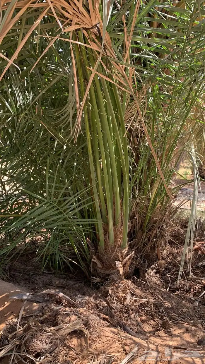 شرازيه نبته سالم حوشانه 8