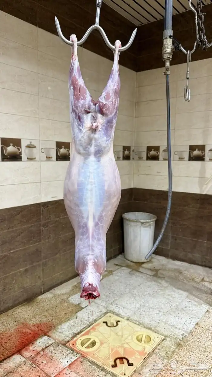 ذبائح للبيع 14