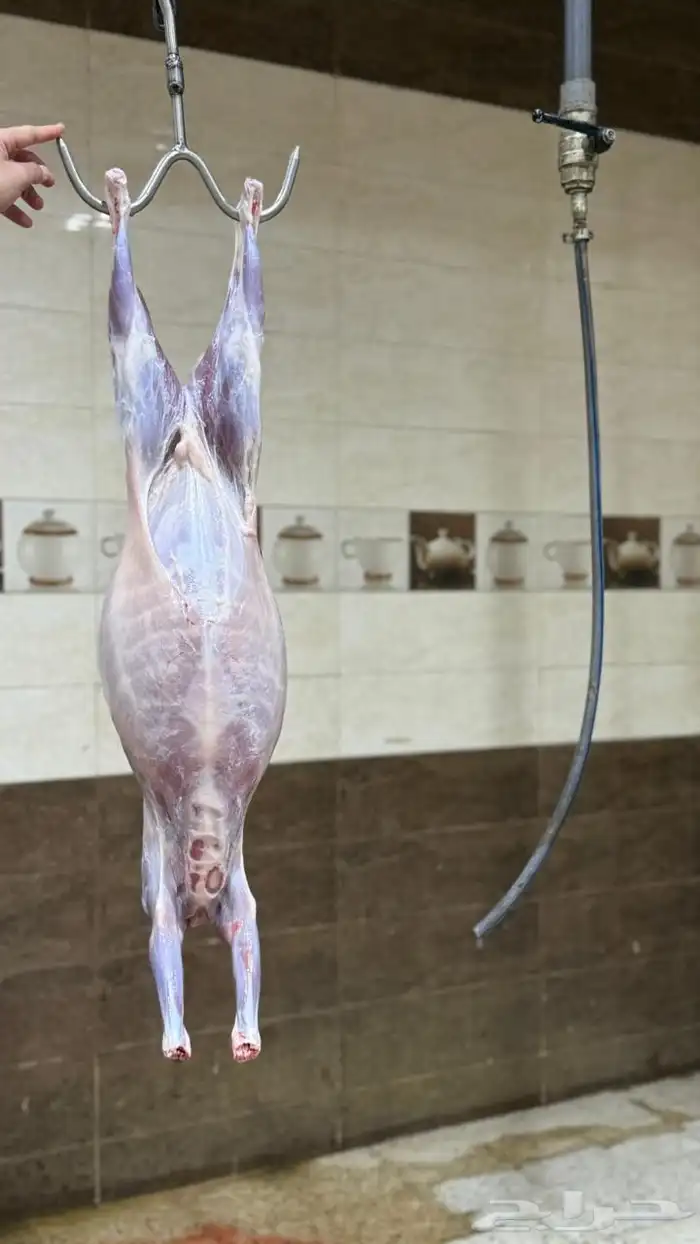 ذبائح للبيع 15