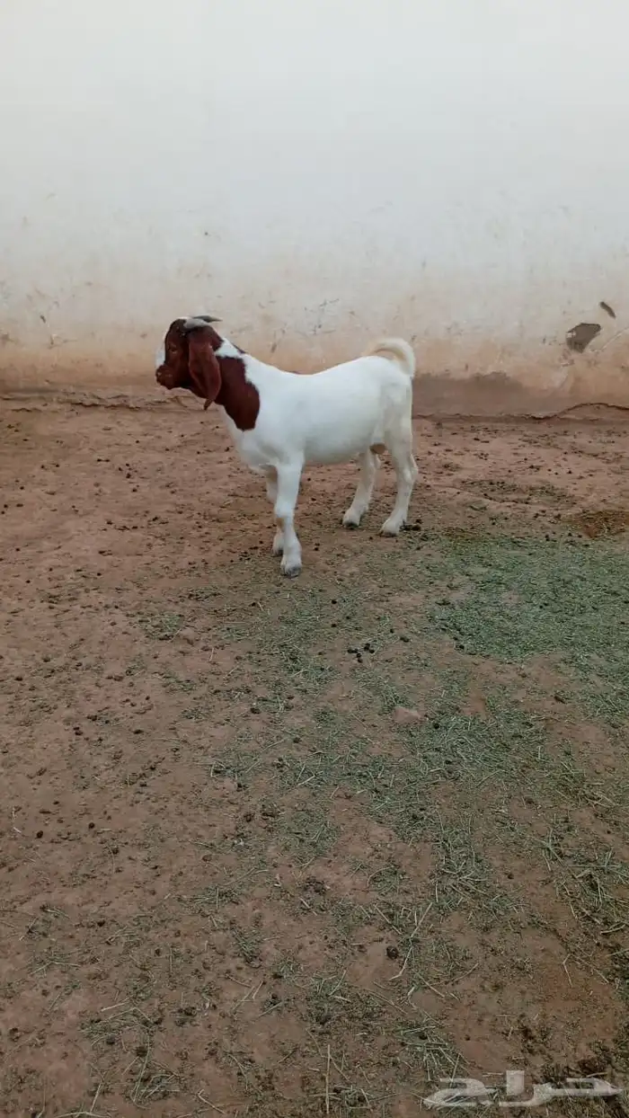 ( تم البيع ) تيس بورقوت فاخر 5