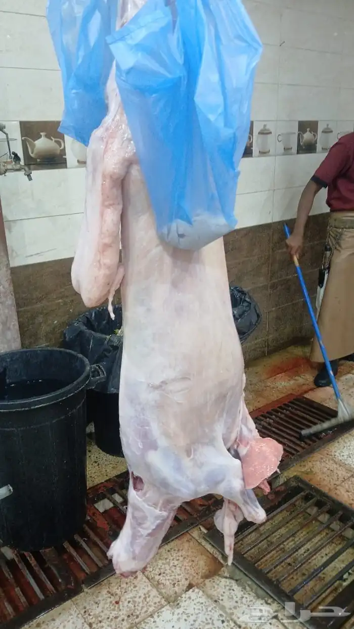 ذبائح للبيع 3