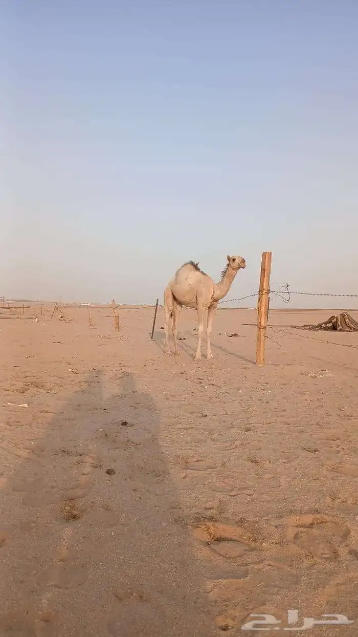 قعود للبببع مفرود على ولد تمام 0
