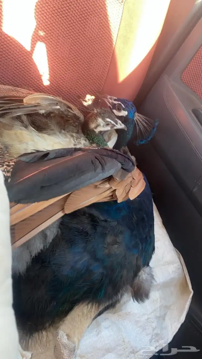 جوز طاؤوس منتج على الشرط 0